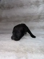 Black Female 1, a female Boxer for sale in Dinwiddie, VA – 3 of 10
