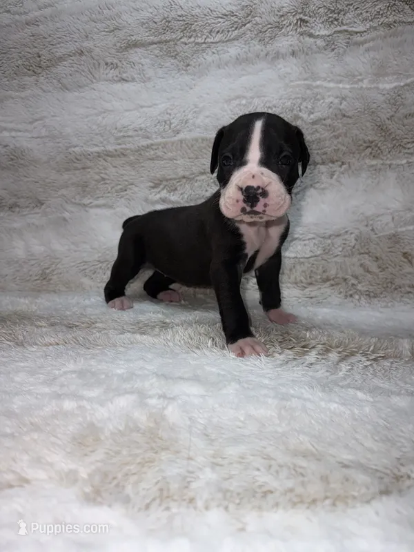 Flashy Black Female  – Boxer puppy for sale in Dinwiddie, VA