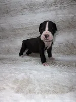 Flashy Black Female , a female Boxer for sale in Dinwiddie, VA – 1 of 10