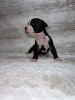 Flashy Black Female , a female Boxer for sale in Dinwiddie, VA – 9 of 10