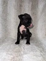 Black Male , a male Boxer for sale in Dinwiddie, VA – 6 of 10