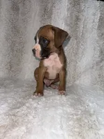 Flashy Fawn Male, a male Boxer for sale in Dinwiddie, VA – 10 of 10