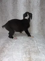 Flashy Black Male, a male Boxer for sale in Dinwiddie, VA – 8 of 10