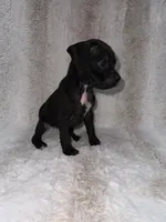 Black Female 1, a female Boxer for sale in Dinwiddie, VA – 10 of 10