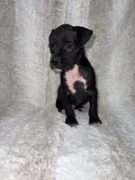 Black Male , a male Boxer for sale in Dinwiddie, VA – 7 of 10