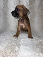 Fawn Male 2, a male Boxer for sale in Dinwiddie, VA – 10 of 10