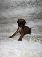 Fawn Female , a female Boxer for sale in Dinwiddie, VA – 7 of 10