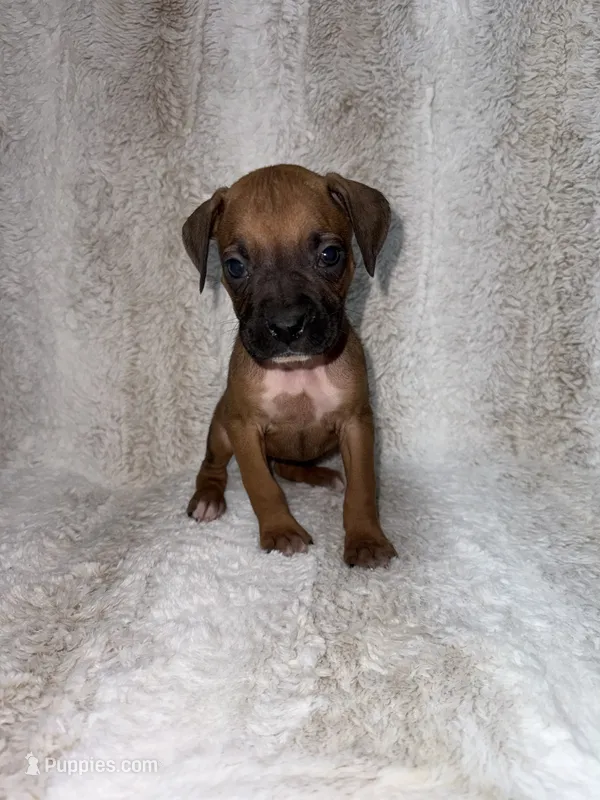 Fawn Female  – Boxer puppy for sale in Dinwiddie, VA