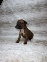 Fawn Female , a female Boxer for sale in Dinwiddie, VA – 10 of 10