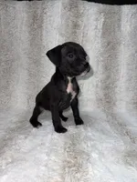 Black Female 1, a female Boxer for sale in Dinwiddie, VA – 4 of 10