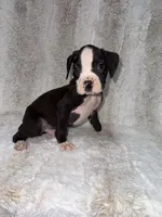 Flashy Black Male, a male Boxer for sale in Dinwiddie, VA – 6 of 10