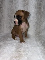 Flashy Fawn Male, a male Boxer for sale in Dinwiddie, VA – 8 of 10