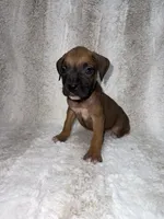 Fawn Male 2, a male Boxer for sale in Dinwiddie, VA – 3 of 10