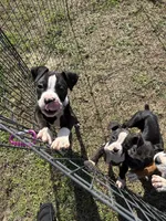 Flashy Sealed Girl, a female Boxer for sale in Dinwiddie, VA – Photo 8 of 9