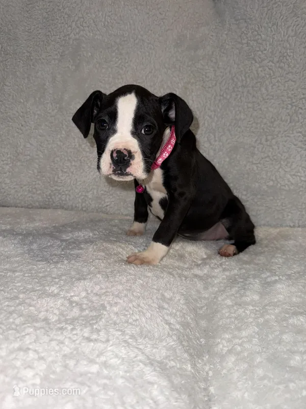 Flashy Sealed Girl – Boxer puppy for sale in Dinwiddie, VA