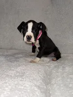 Flashy Sealed Girl, a female Boxer for sale in Dinwiddie, VA – Photo 1 of 9