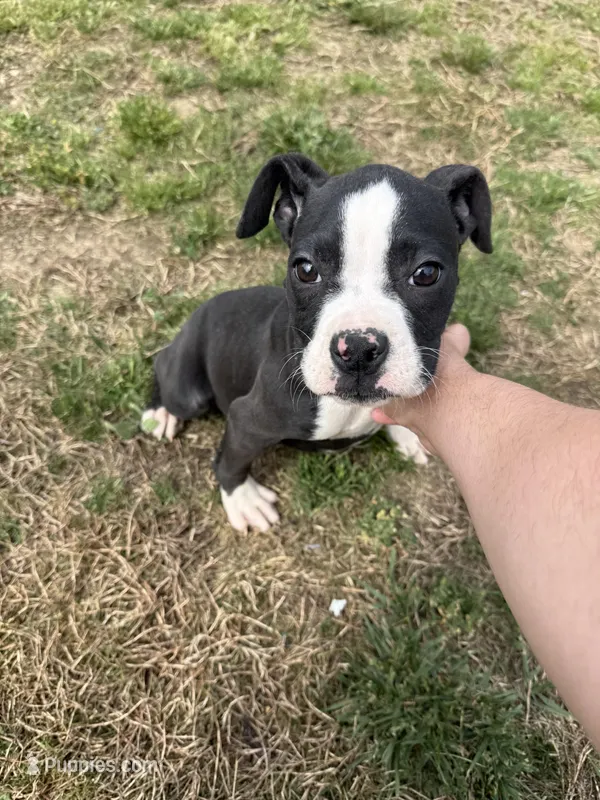 Flashy Sealed Girl – Boxer puppy for sale in Dinwiddie, VA