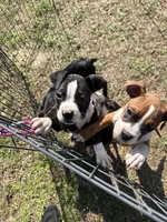 Flashy Sealed Girl, a female Boxer for sale in Dinwiddie, VA – Photo 5 of 9