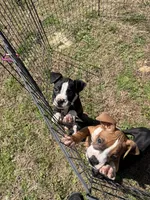 Flashy Sealed Girl, a female Boxer for sale in Dinwiddie, VA – Photo 9 of 9