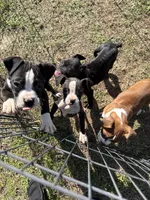 Flashy Sealed Girl, a female Boxer for sale in Dinwiddie, VA – Photo 6 of 9