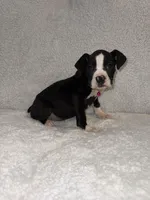 Flashy Sealed Girl, a female Boxer for sale in Dinwiddie, VA – Photo 3 of 9