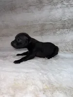 Black Female 1, a female Boxer for sale in Dinwiddie, VA – 9 of 10