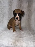 Flashy Fawn Male, a male Boxer for sale in Dinwiddie, VA – 9 of 10