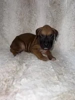 Fawn Male 1, a male Boxer for sale in Dinwiddie, VA – 10 of 10