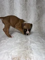Flashy Fawn Male, a male Boxer for sale in Dinwiddie, VA – 5 of 10