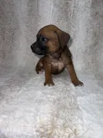 Fawn Male 1, a male Boxer for sale in Dinwiddie, VA – 6 of 10