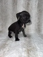 Black Female 1, a female Boxer for sale in Dinwiddie, VA – 3 of 10