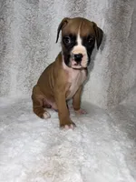 Flashy Fawn Male, a male Boxer for sale in Dinwiddie, VA – 3 of 10
