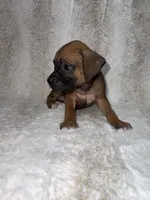 Fawn Male 1, a male Boxer for sale in Dinwiddie, VA – 8 of 10