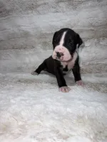 Flashy Black Female , a female Boxer for sale in Dinwiddie, VA – 4 of 10