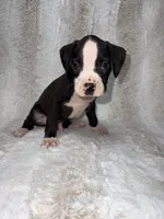 Flashy Black Male, a male Boxer for sale in Dinwiddie, VA – 1 of 10