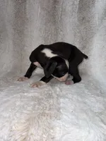 Flashy Black Male, a male Boxer for sale in Dinwiddie, VA – 5 of 10