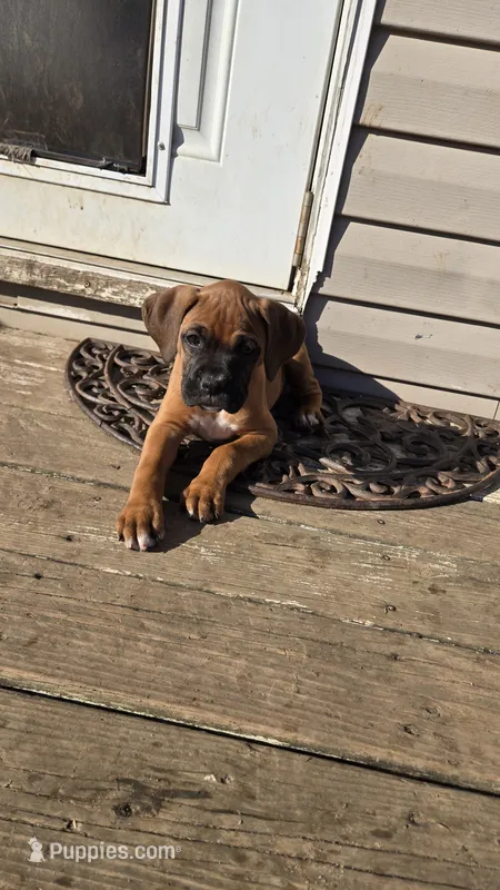 South – Boxer puppy for sale in Franklin, IN