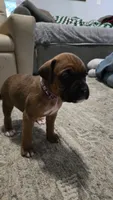Harbor, a female Boxer for sale in Franklin, IN – 2 of 4