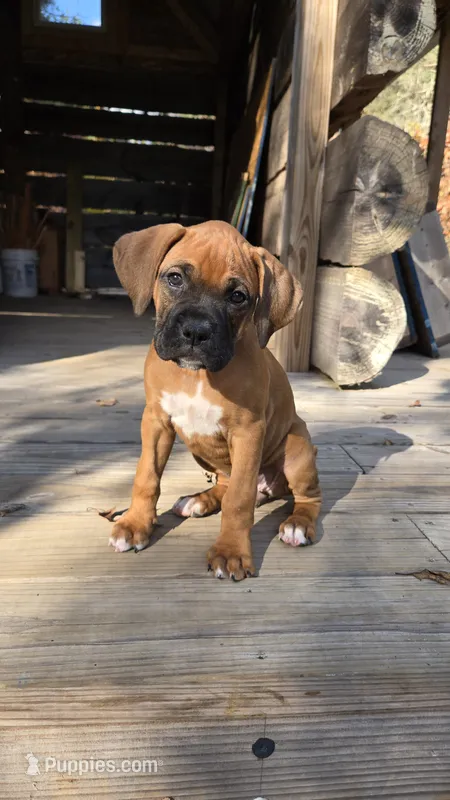 South – Boxer puppy on hold in Franklin, IN