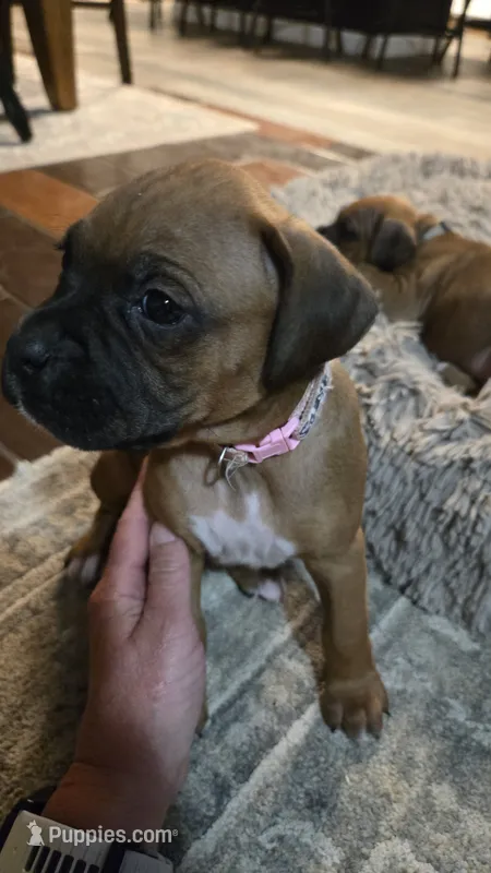 South – Boxer puppy for sale in Franklin, IN