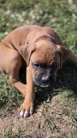 Fenn, a female Boxer for sale in Franklin, IN – 4 of 5