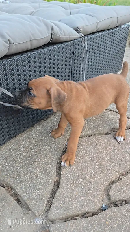 Holland – Boxer puppy for sale in Franklin, IN