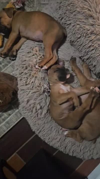 Haven, a female Boxer for sale in Franklin, IN – 1 of 2