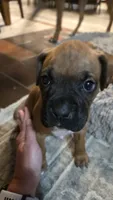 South, a female Boxer for sale in Franklin, IN – 2 of 3