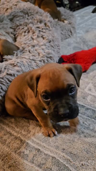 Lake, a female Boxer for sale in Franklin, IN – 3 of 3
