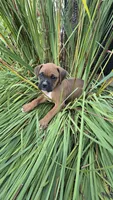 Ludington, a male Boxer for sale in Franklin, IN – 1 of 4