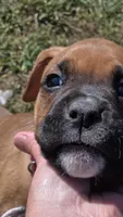 Fenn, a female Boxer for sale in Franklin, IN – 2 of 5