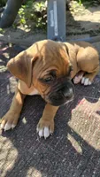 Fenn, a female Boxer for sale in Franklin, IN – 3 of 5