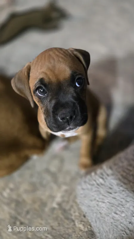 Harbor – Boxer puppy for sale in Franklin, IN