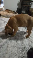 Holland, a male Boxer for sale in Franklin, IN – 2 of 2